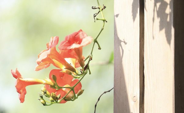 北方室外花卉植物大全