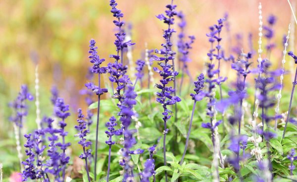 北方室外花卉植物大全