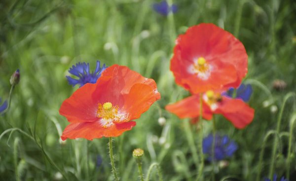 北方室外花卉植物大全