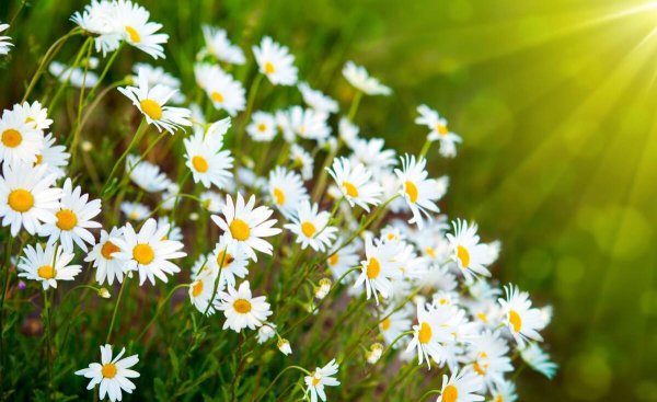 北方室外花卉植物大全