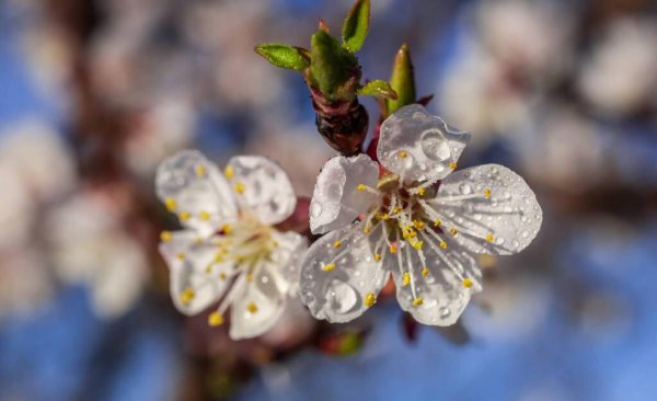 北方室外花卉植物大全