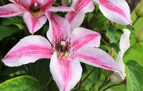 北方室外花卉植物大全