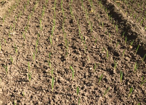 一垧地是多少亩地