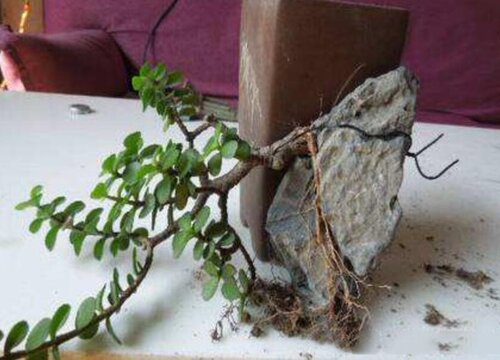 金枝玉叶怎么修根