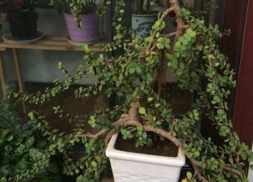 金枝玉叶怎么修根