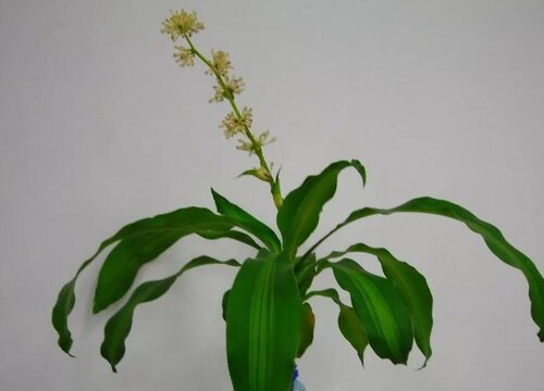 幸运木的养殖方法和注意事项