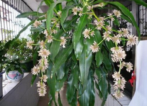 幸运木的养殖方法和注意事项