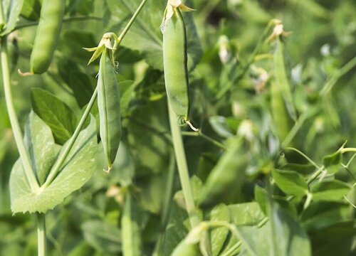 青豆的保存方法