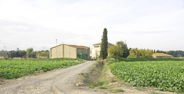 红薯品种哪个好吃