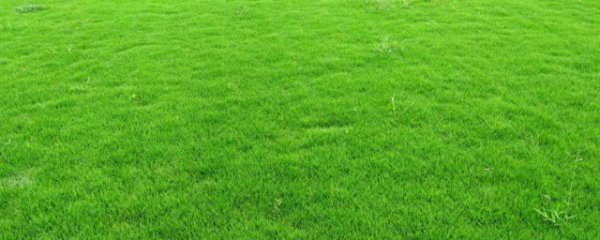 牧草如何晒干保存