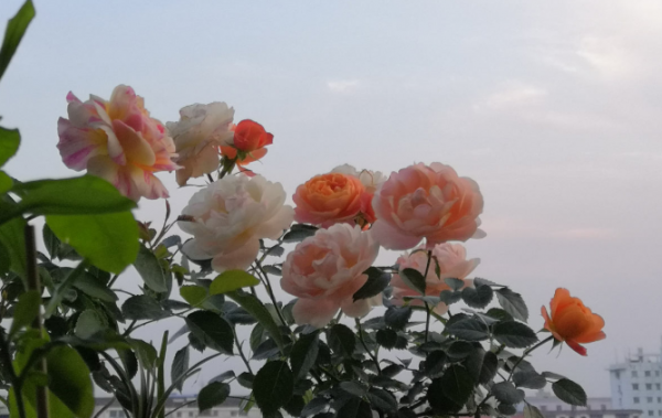 月季常见病图解介绍大全