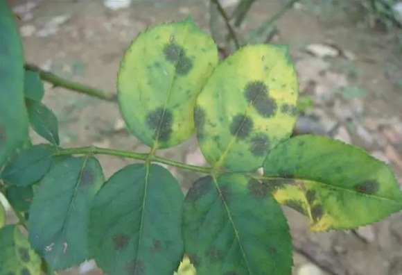 月季常见病图解介绍大全