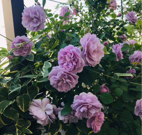 月季常见病图解介绍大全