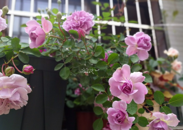 月季常见病图解介绍大全