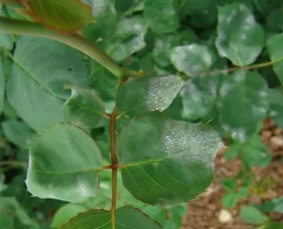 月季常见病图解介绍大全