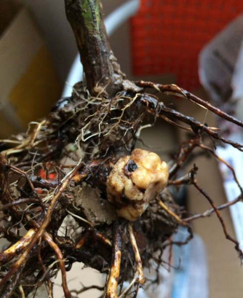 月季常见病图解介绍大全