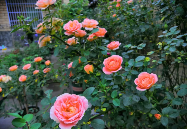 月季常见病图解介绍大全