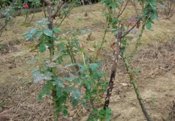 月季常见病图解介绍大全