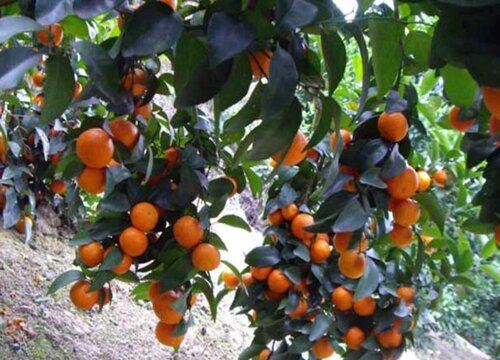 沙糖桔什么时候剪枝最好