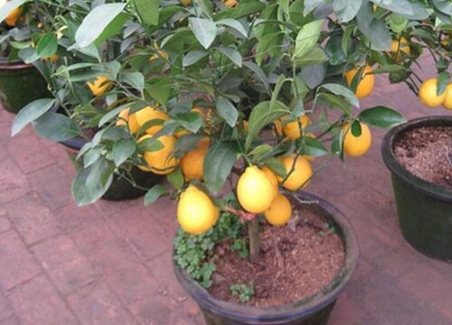 沙糖桔什么时候剪枝最好