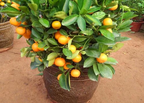 沙糖桔什么时候剪枝最好