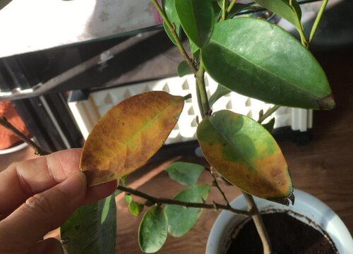 含笑叶子发黑怎么办