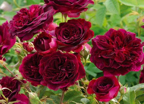 芳香花园是藤本还是灌木