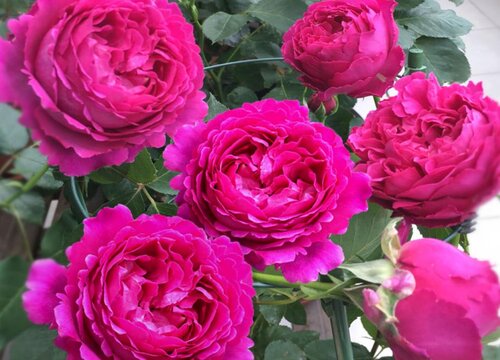 芳香花园是藤本还是灌木