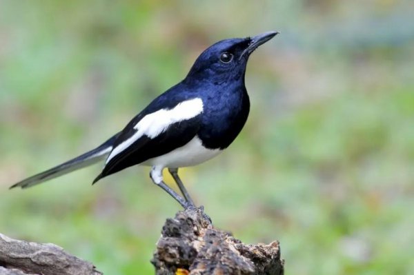 喜鹊吃什么食物为生