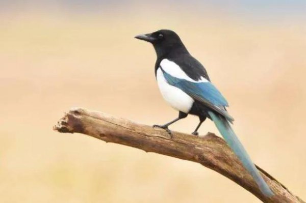 喜鹊吃什么食物为生