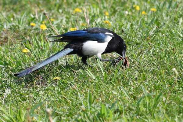 喜鹊吃什么食物为生