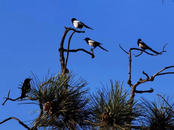 喜鹊吃什么食物为生