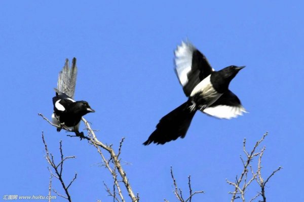 喜鹊吃什么食物为生