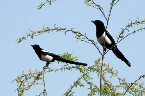 喜鹊吃什么食物为生