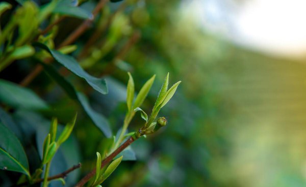 龙井茶产地是哪里最好