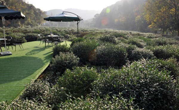 龙井茶产地是哪里最好