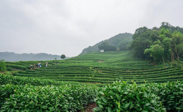龙井茶产地是哪里最好
