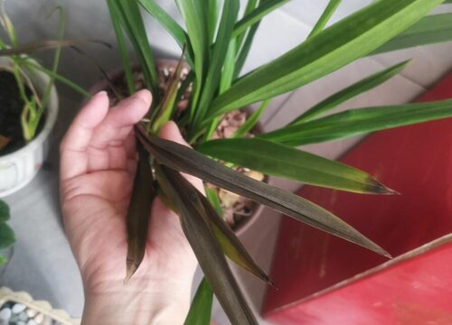 墨兰黄叶是什么原因