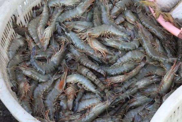 活蹦乱跳的虾怎么处理