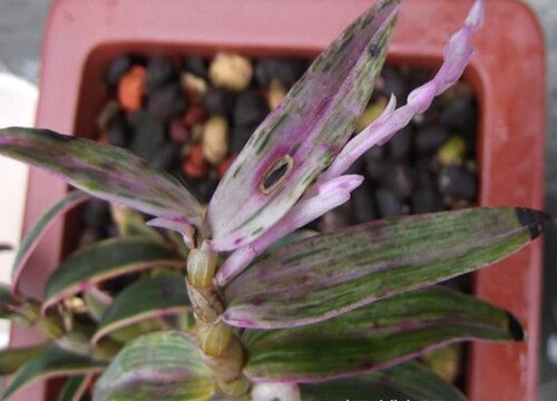 石斛病虫害防治技术与方法措施