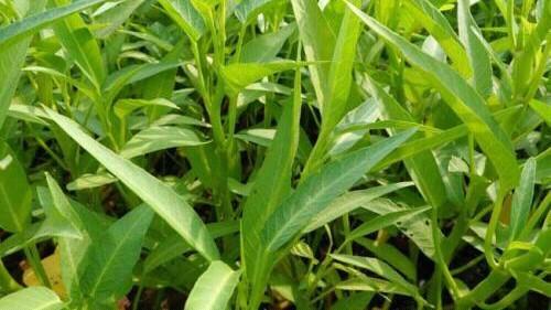 藤菜用什么肥料好