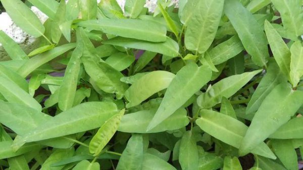 藤菜用什么肥料好