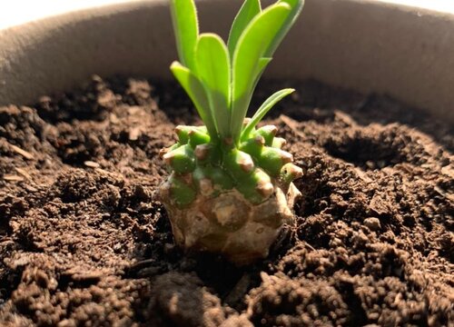 龟甲龙什么时候休眠