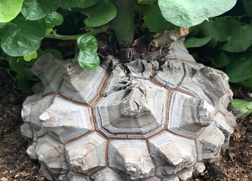 龟甲龙什么时候休眠