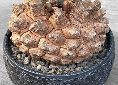 龟甲龙什么时候休眠