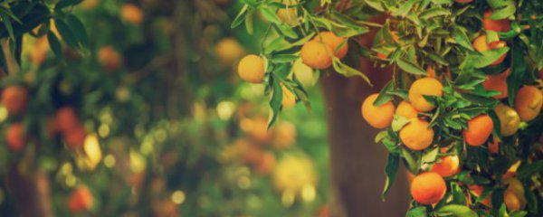 柑橘施肥方法与注意事项
