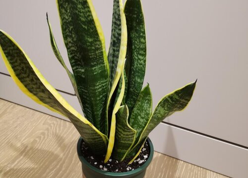 虎尾兰多久浇一次水比较好