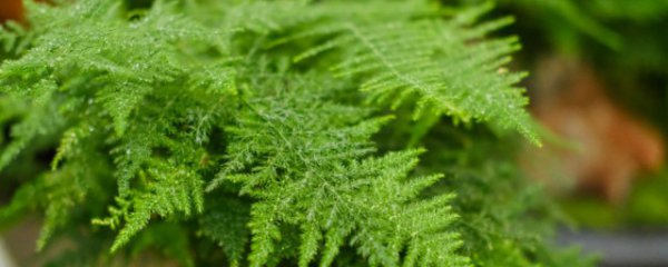 文竹花怎么养才能旺盛