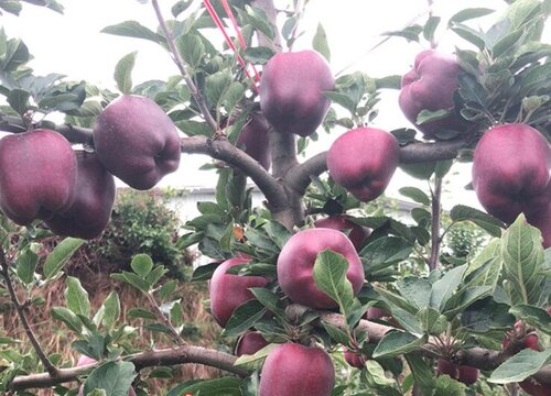 蛇果适合什么地方种植