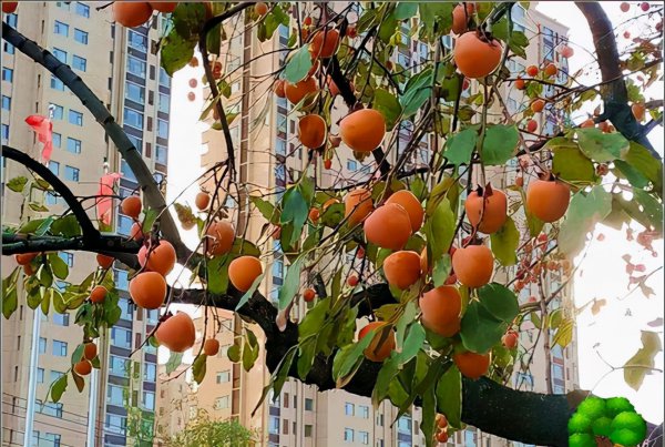 庭院十大吉祥树排名